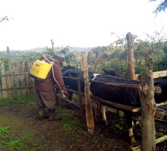 End of Cattle Dipping