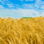 End of Wheat Farming