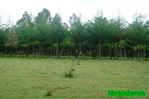 MY NYANDARUA – Then and Now