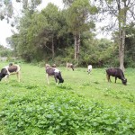 Buffaloes, Aberdares, Shekhar Mehtar, Safari Rally