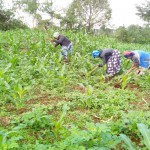 Kikuyunized, Ithinga, OlKalou women group, Nyandarua