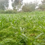 Napier grass, thaara, wheat, hay bales, oats, barley, legumes, maize stalks, mabebe, animal feed, dry season, OlKalou