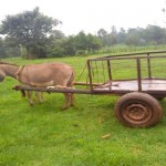 donkey, milk delivery, hostile, stubborn, penny pinching, tough as nails, whupped to submission, OlKalou