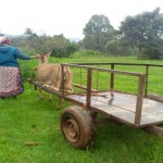 donkey, cart, umbrella, stagecoach, royal carriage, OlKalou
