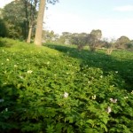 cabbage, potatoes, maize, Gikuyu, pyrethrum, markets, middlemen, OlKalou