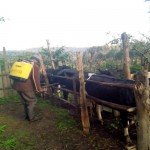 cattle dip, Munanda, foot and mouth disease, Kirachie, cattle spraying, OlKalou