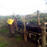Cattle Dip, Munanda, Kirachie, Foot and Mouth, cattle spraying, OlKalou, Nyandarua
