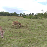 donkeys, Elburgon, Olkalou Settlement Scheme