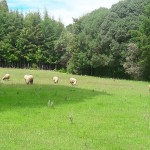 Sheep, mutura, soup, Wambiga