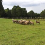 Sheep Shearing