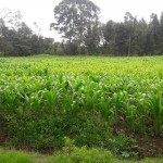 Farming, maize, potatoes, peas, carrots